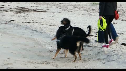 Dogs playing on the Baltic Beach