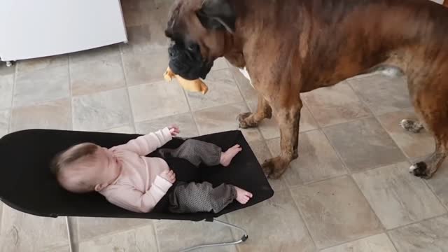 perro jugando con bebe