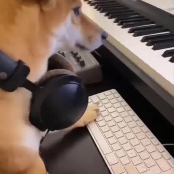 dhaka' alkalb walquta