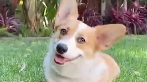 Funny Viral Video of dogs