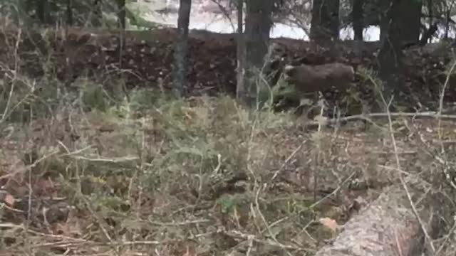 Deer Walks Around With Broken Neck