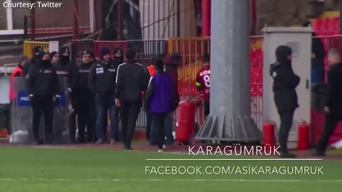 Dog in football match