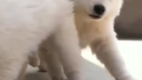 small cute dog baby