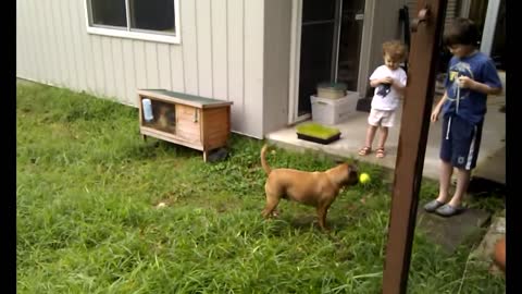 Sadie chasing a ball