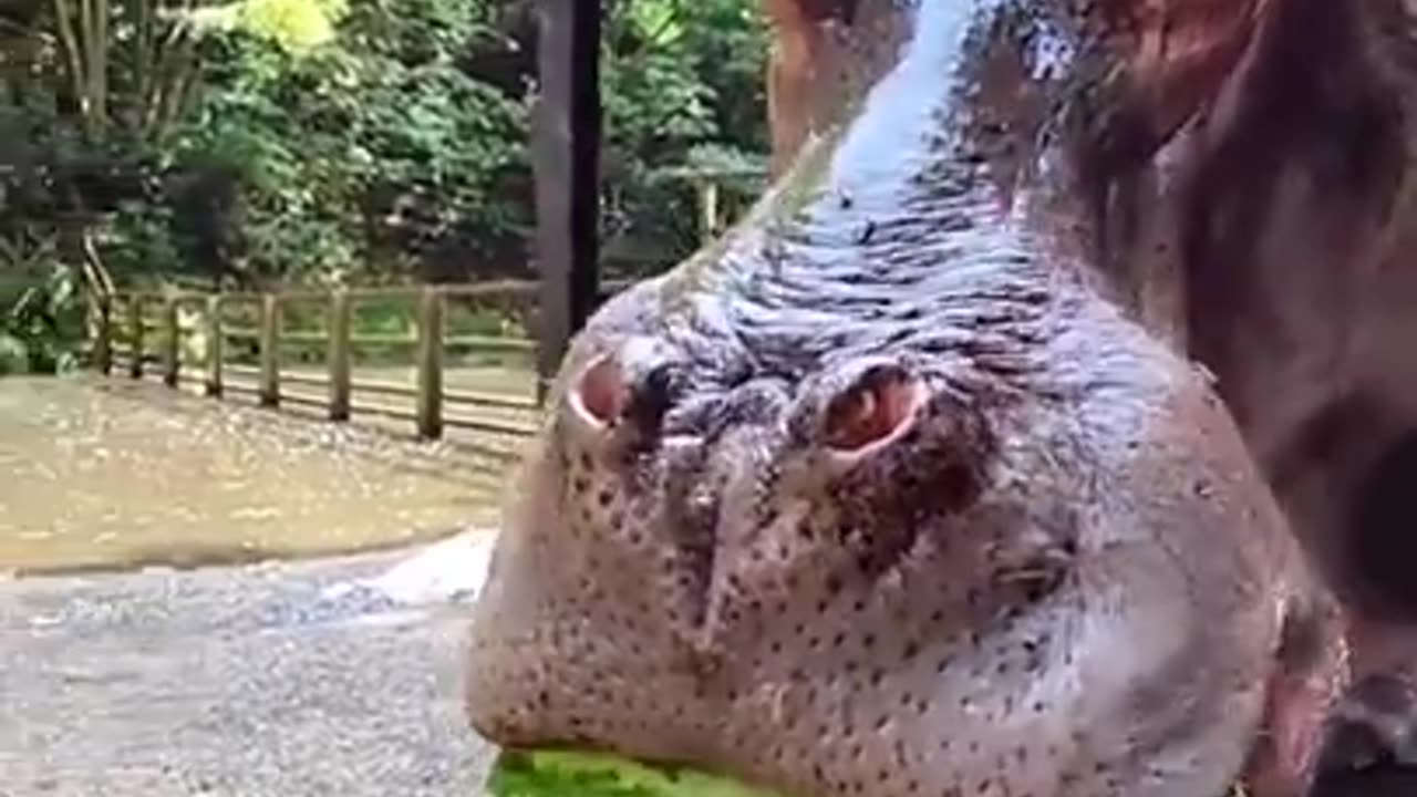 Hippo ASMR