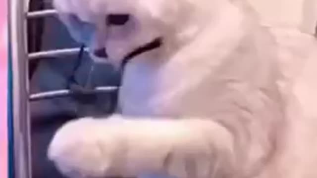 Funny cat videos2021