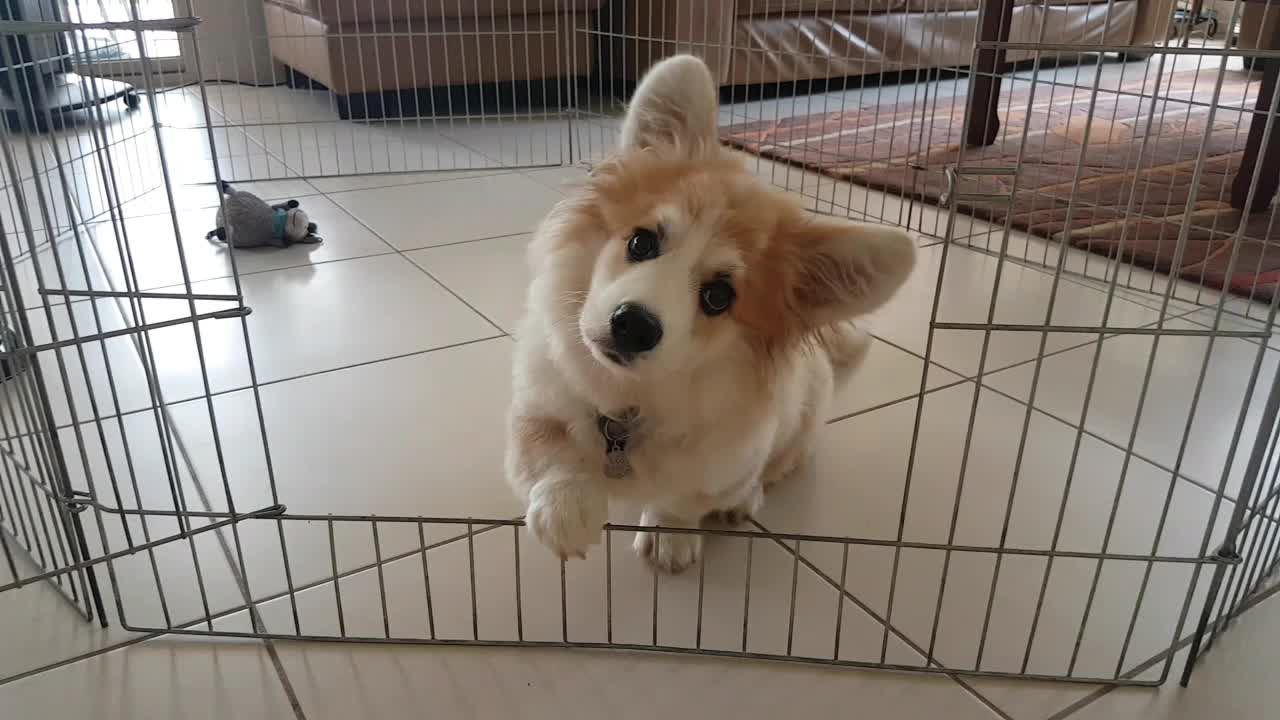 Corgi puppy has serious case of cuteness overload