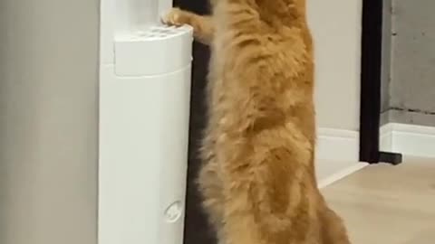 Thirsty kitten 😂