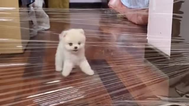 Lovely and funny animals Lovely dog videos __in 2021