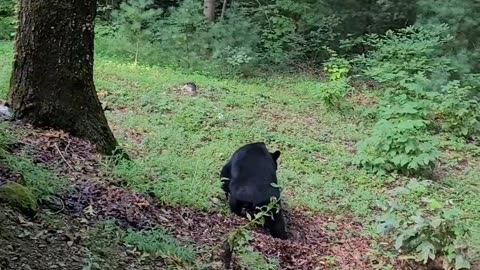 Eugene the Bear Caught Snooping Around Cabin