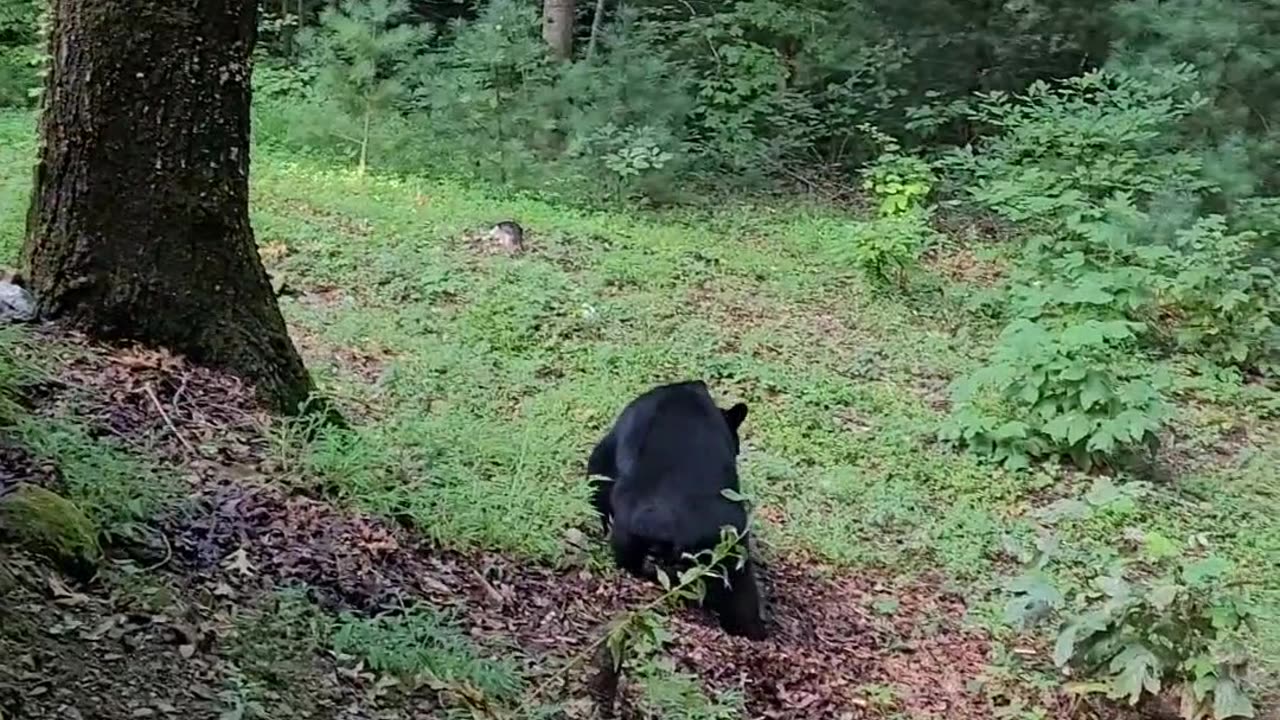 Eugene the Bear Caught Snooping Around Cabin