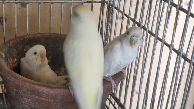 Cute birds