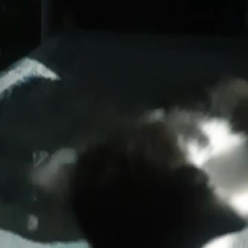 Cute Fluffy Munchkin Black and White Kitten