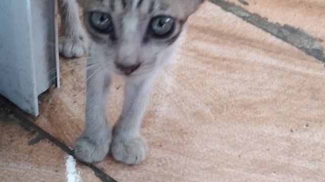 How fanny cat videos