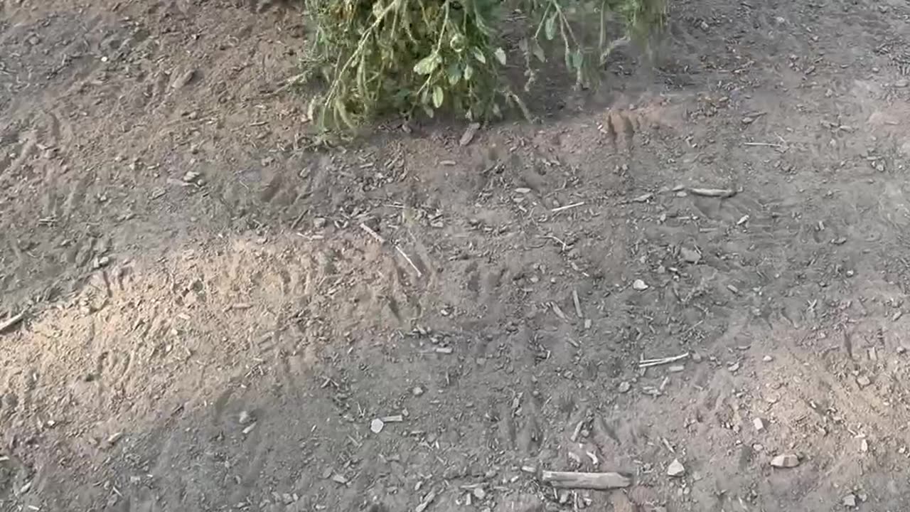 Goat Gets Weedy Wig