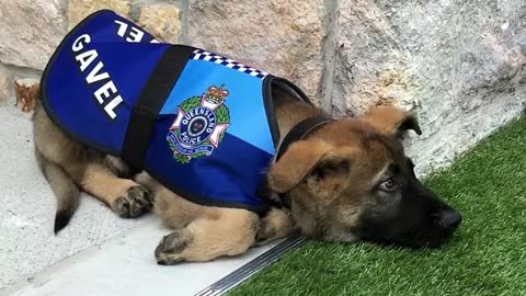 This K9 In Training Was Too Nice To Be A Cop – So They Got Him A Cute New Job Instead