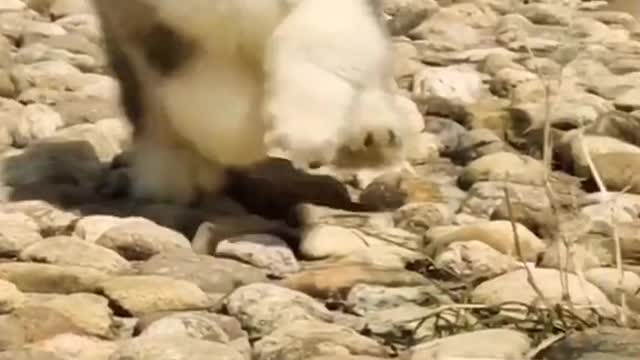 Cute dog