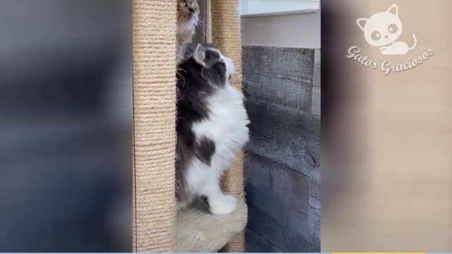 Funny cats