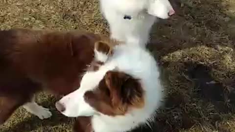 playing with my dogs on a hot summer day