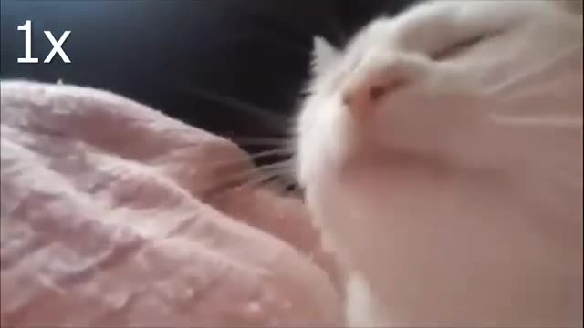 Now cats for magic