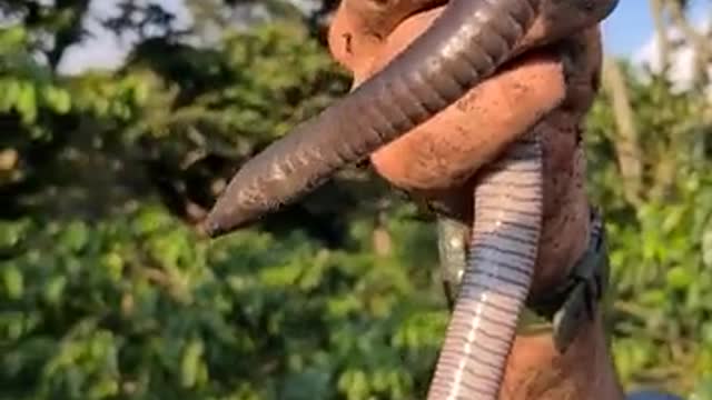 El Salvador has some bizarre creatures!I LOVE this one.