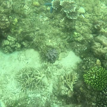 Morning Splendor Beneath the Waves: A Snorkeling Adventure