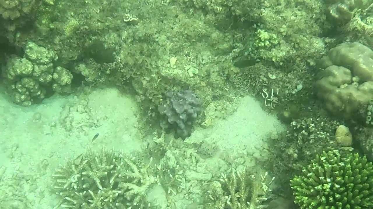 Morning Splendor Beneath the Waves: A Snorkeling Adventure