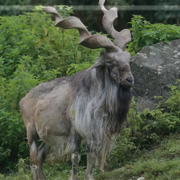 Did You Know? Markhor || FACTS || TRIVIA