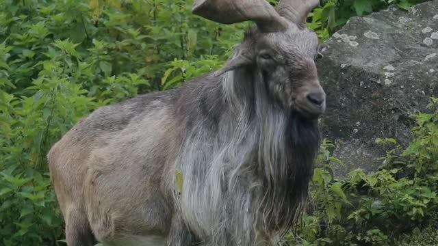 Did You Know? Markhor || FACTS || TRIVIA