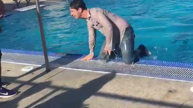 Button down shirt and jeans guy jumps into swimming pool