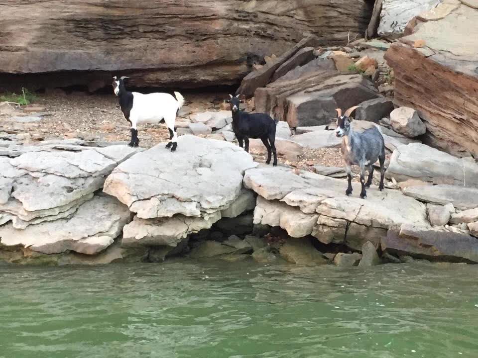 audio - Goat Island - Park Hill, Oklahoma