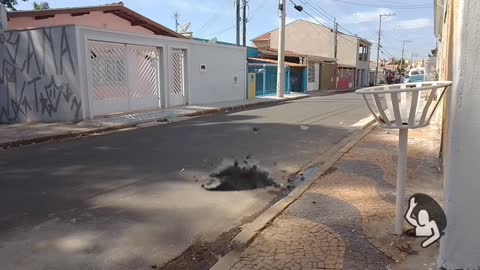 Verme sai do chão