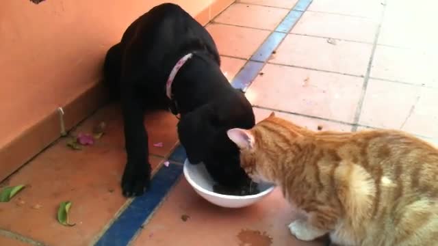 Cat and Dog sharing food