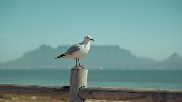 The pigeons are playing