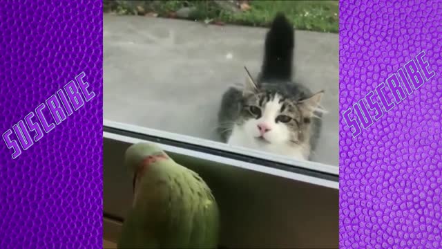 FUNny cAtS