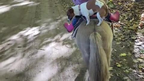 Top Funny Animals # 23
