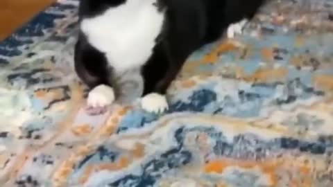 13 second Funny Cats Life