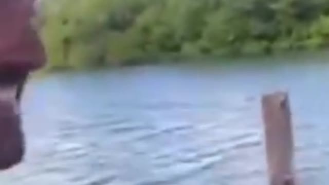 The crocodile is in the water
