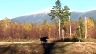 Moose in NH