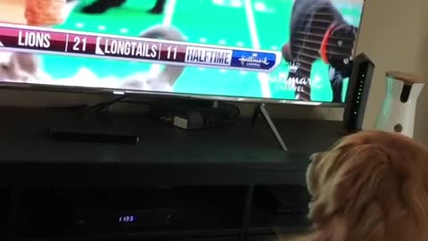 Golden retriever watching tv looking at kittens