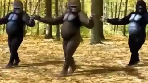 Check Out What This Super Cool Monkey Is Up To..😆😆