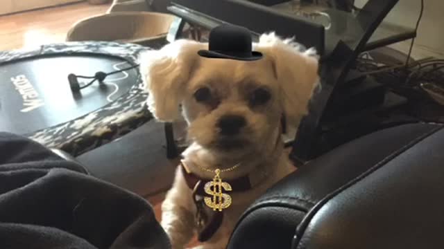 Loulou pissed 😡 at Mr Como of New York for killing all those nursing home people 😳