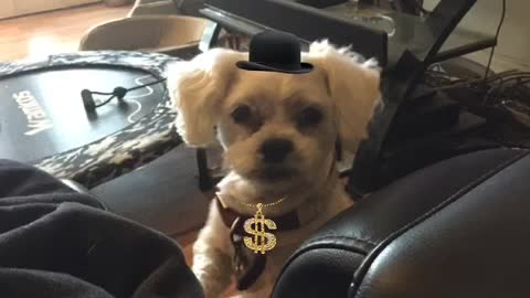 Loulou pissed 😡 at Mr Como of New York for killing all those nursing home people 😳