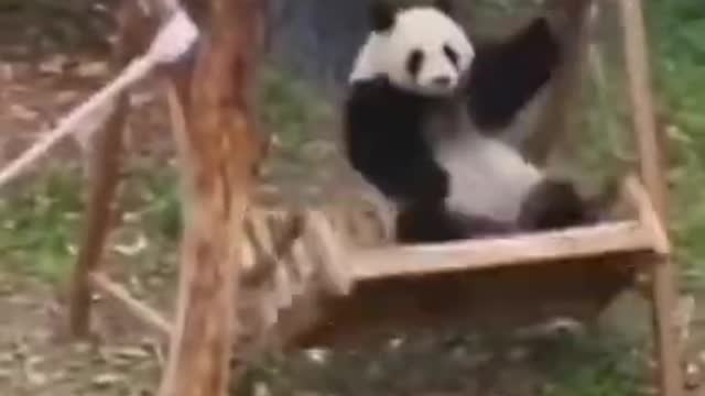 Funny animal videos try not to laugh