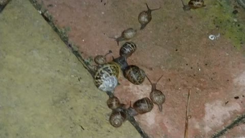 Snail Invasion