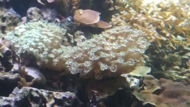 Moving corals in the aquarium.