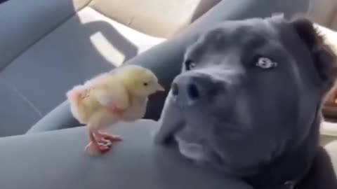 Dogs and cats viral. A dog playing with a beautiful hen