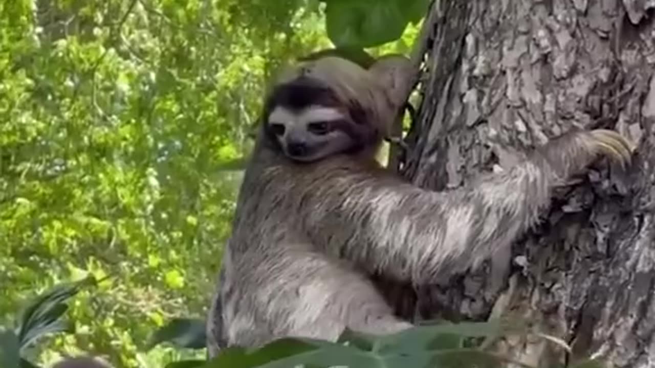 This sloth stopped everyone. Kind people helped him cross the street.