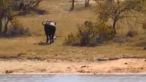 Best of Animals Fighting