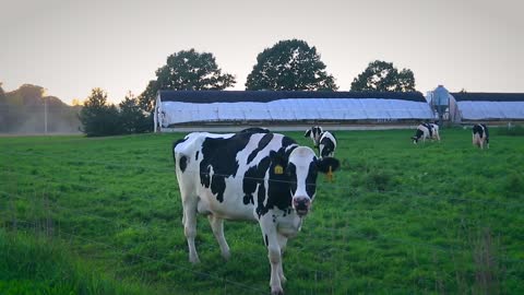 Cow Walking Farm Slow Motion Slider Shot